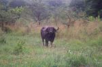 safrica03_image27.jpg